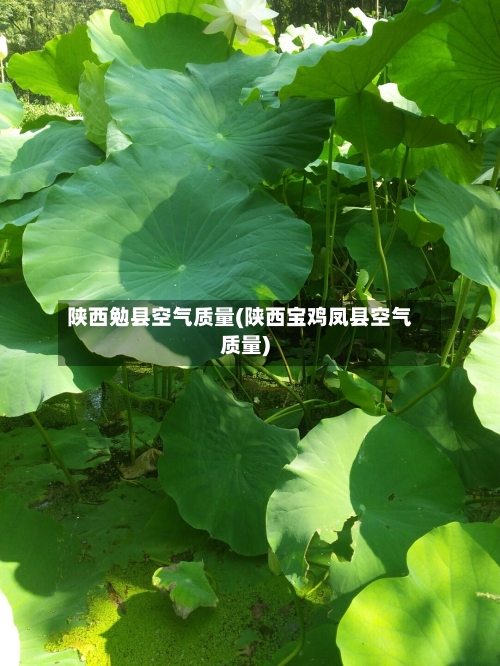 陕西勉县空气质量(陕西宝鸡凤县空气质量)